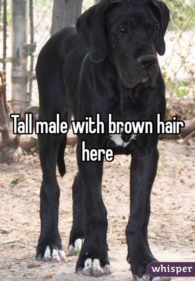 Tall male with brown hair here 