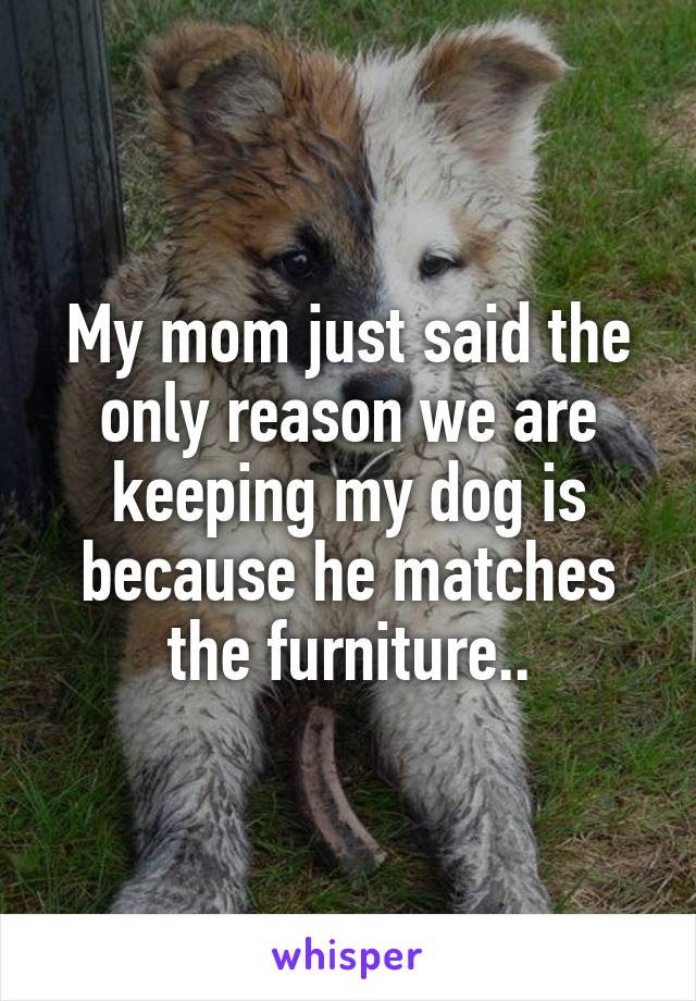 My mom just said the only reason we are keeping my dog is because he matches the furniture..