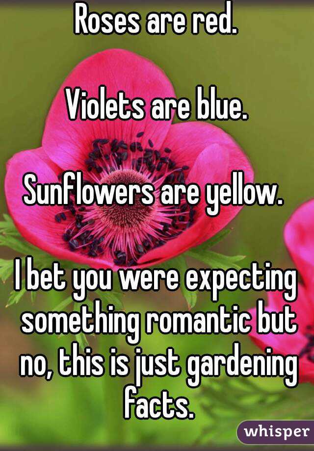 Roses are red. Violets are blue. Sunflowers are yellow. I bet you were ...