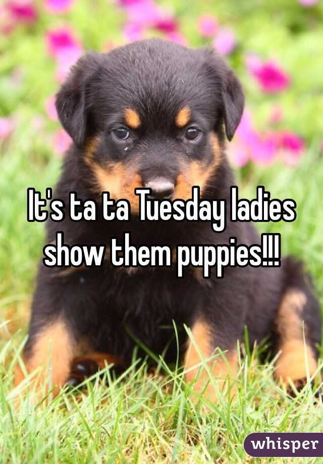 It's ta ta Tuesday ladies show them puppies!!!