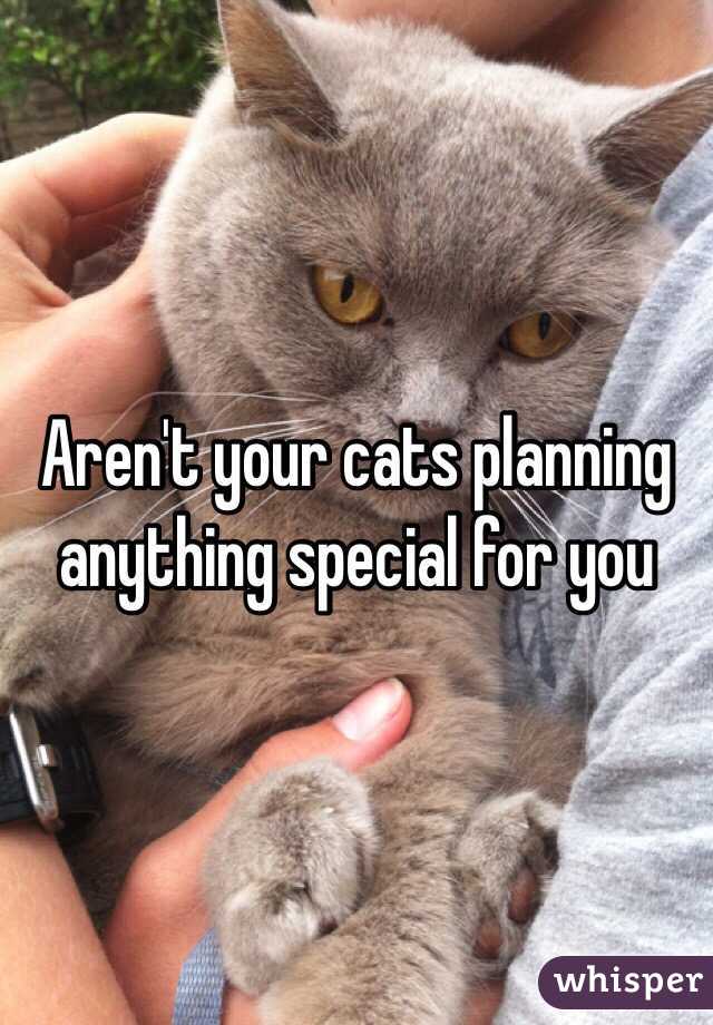 Aren't your cats planning anything special for you 