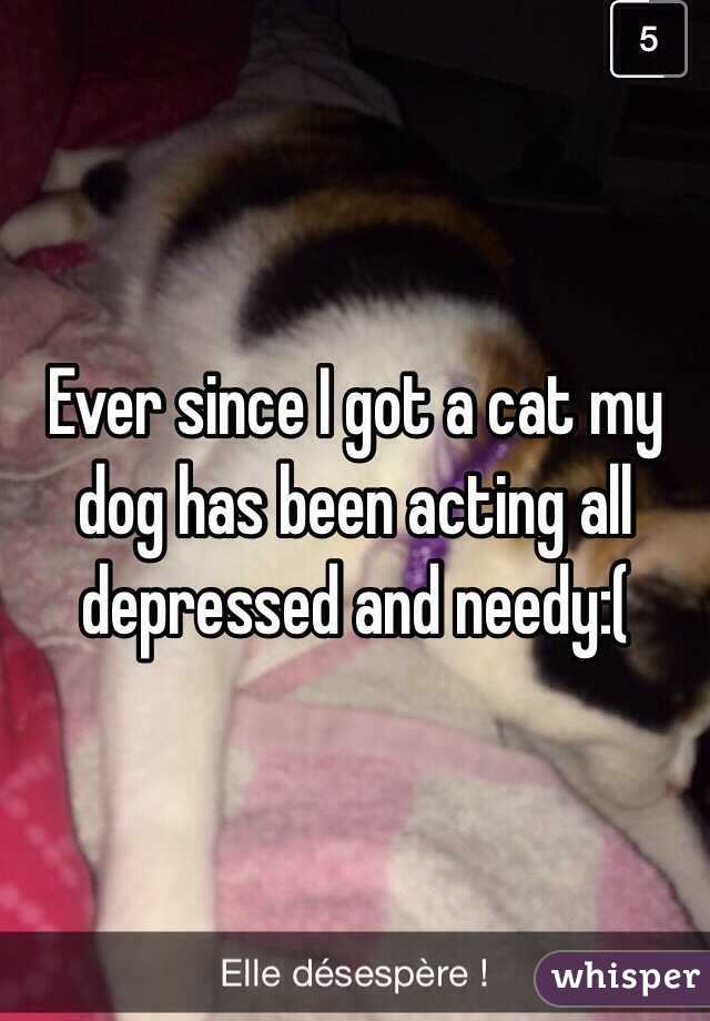 Ever since I got a cat my dog has been acting all depressed and needy:(