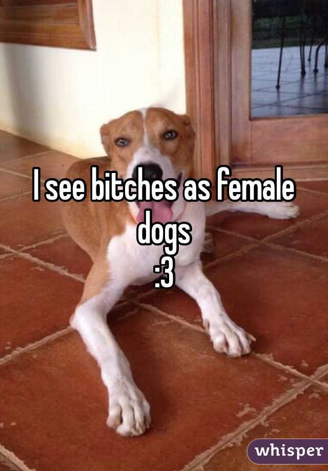 I see bitches as female dogs 
:3