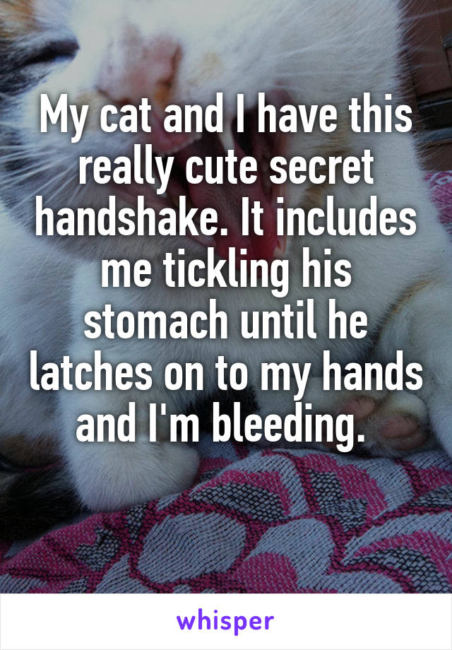 My cat and I have this really cute secret handshake. It includes me tickling his stomach until he latches on to my hands and I'm bleeding. 

