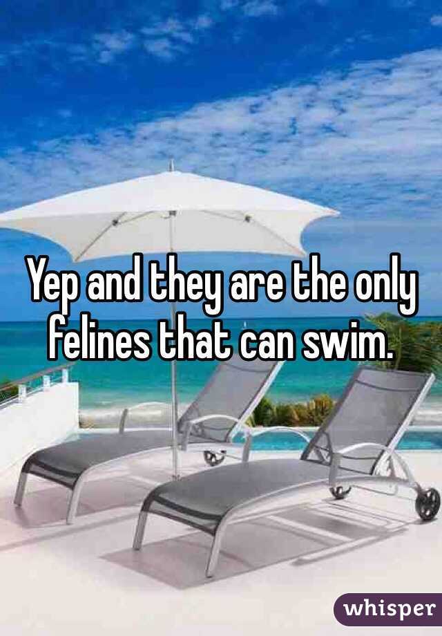 Yep and they are the only felines that can swim. 