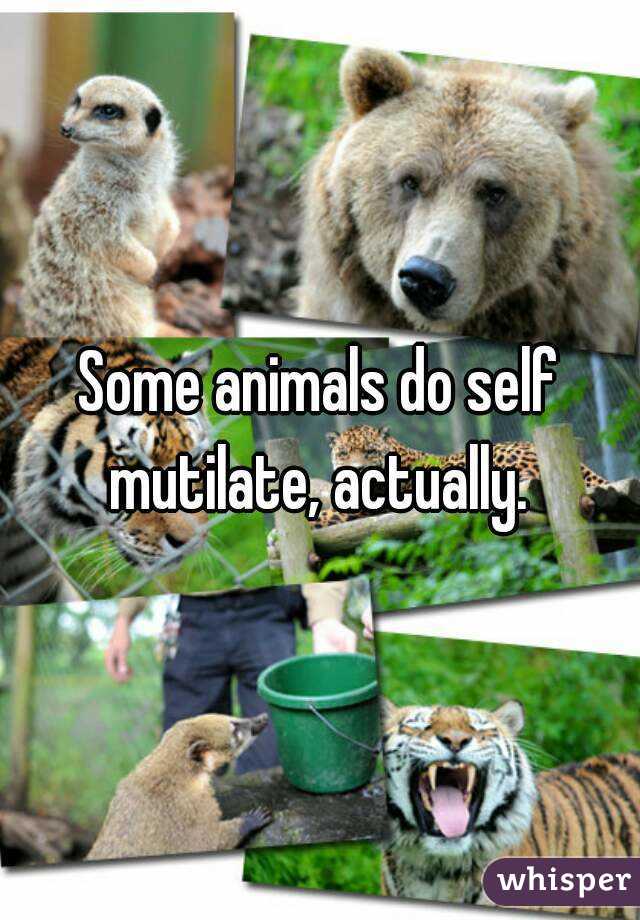 Some animals do self mutilate, actually. 