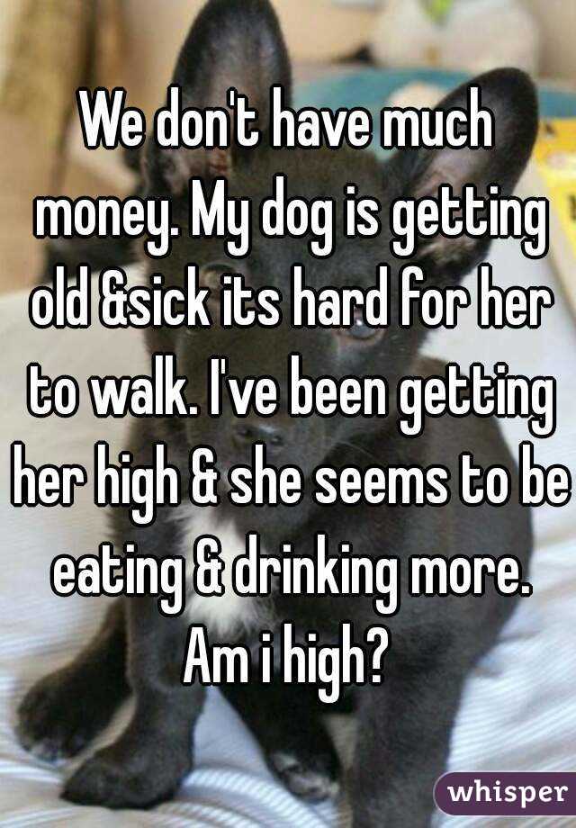 We don't have much money. My dog is getting old &sick its hard for her to walk. I've been getting her high & she seems to be eating & drinking more. Am i high? 