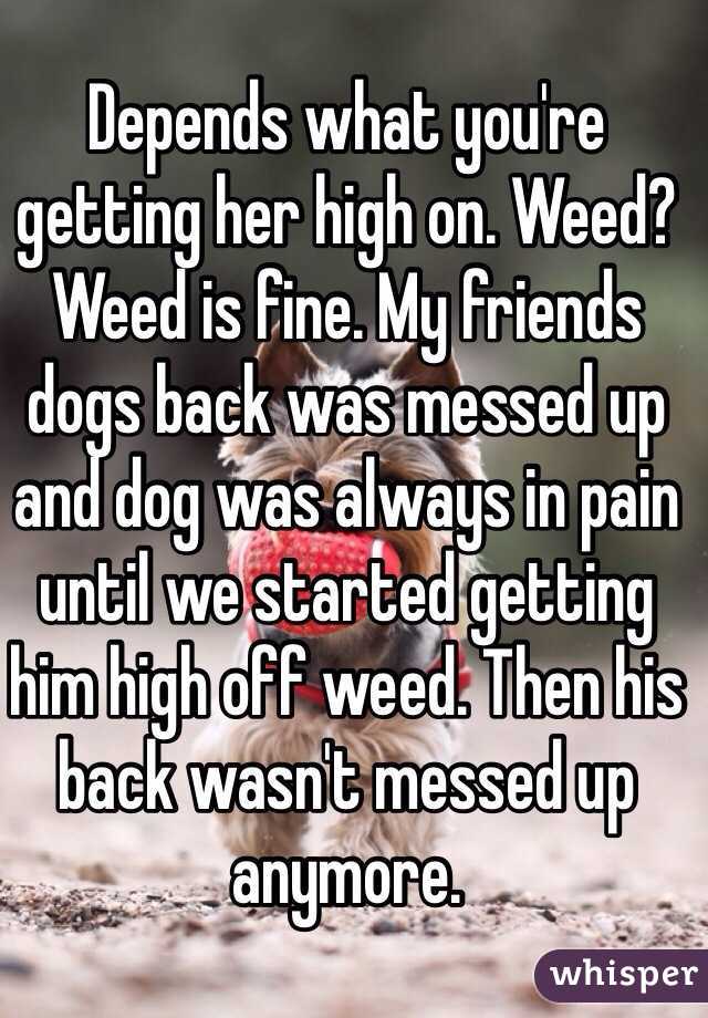 Depends what you're getting her high on. Weed? Weed is fine. My friends dogs back was messed up and dog was always in pain until we started getting him high off weed. Then his back wasn't messed up anymore. 