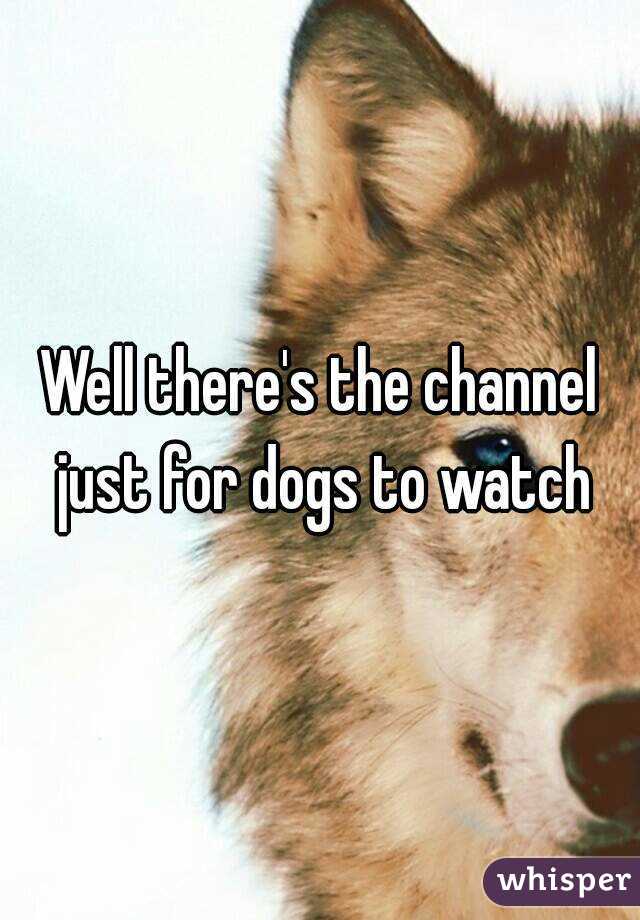 Well there's the channel just for dogs to watch
