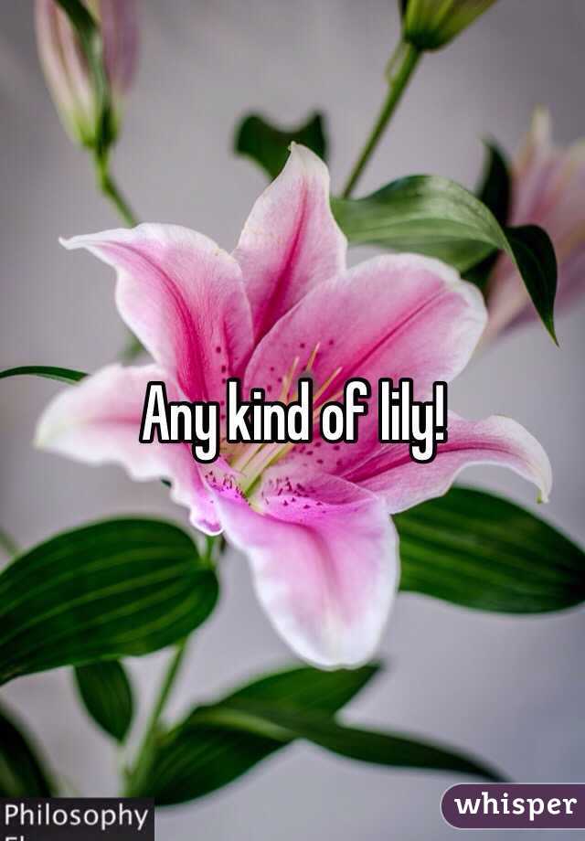 Any kind of lily! 
