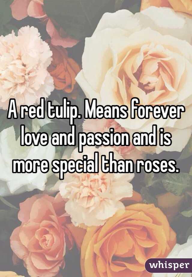 A red tulip. Means forever love and passion and is more special than roses.