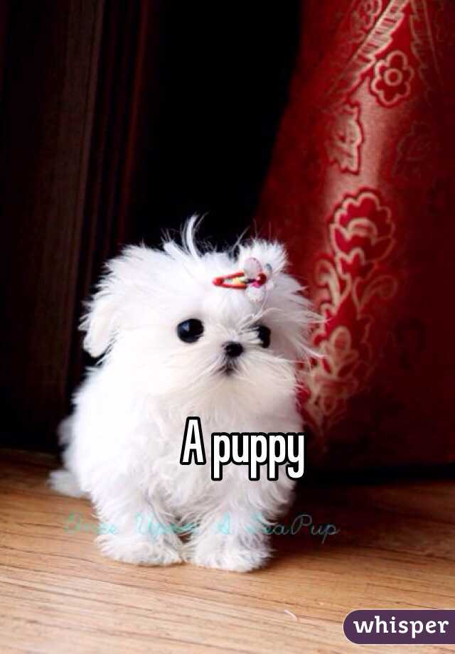 A puppy