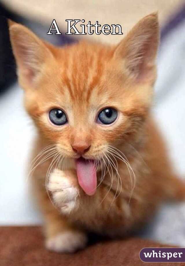 A Kitten