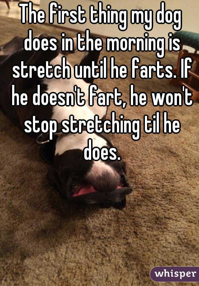 The first thing my dog does in the morning is stretch until he farts. If he doesn't fart, he won't stop stretching til he does.