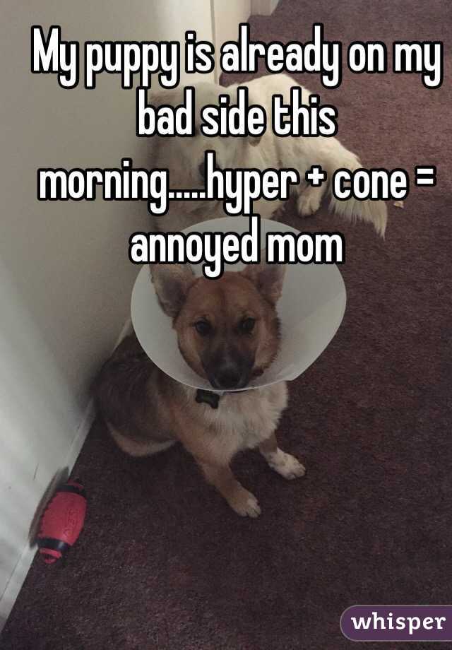 My puppy is already on my bad side this morning.....hyper + cone = annoyed mom 