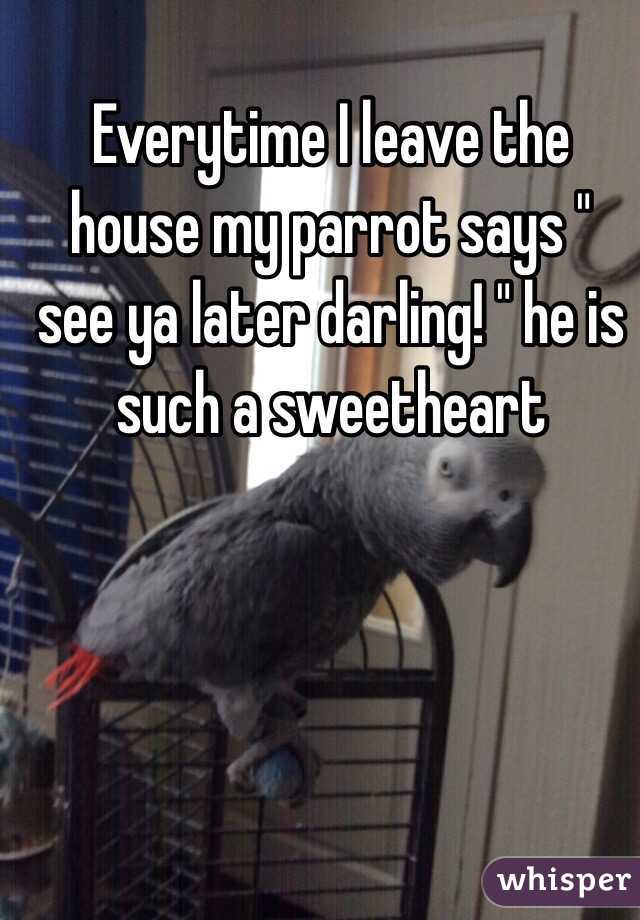 Everytime I leave the house my parrot says " see ya later darling! " he is such a sweetheart