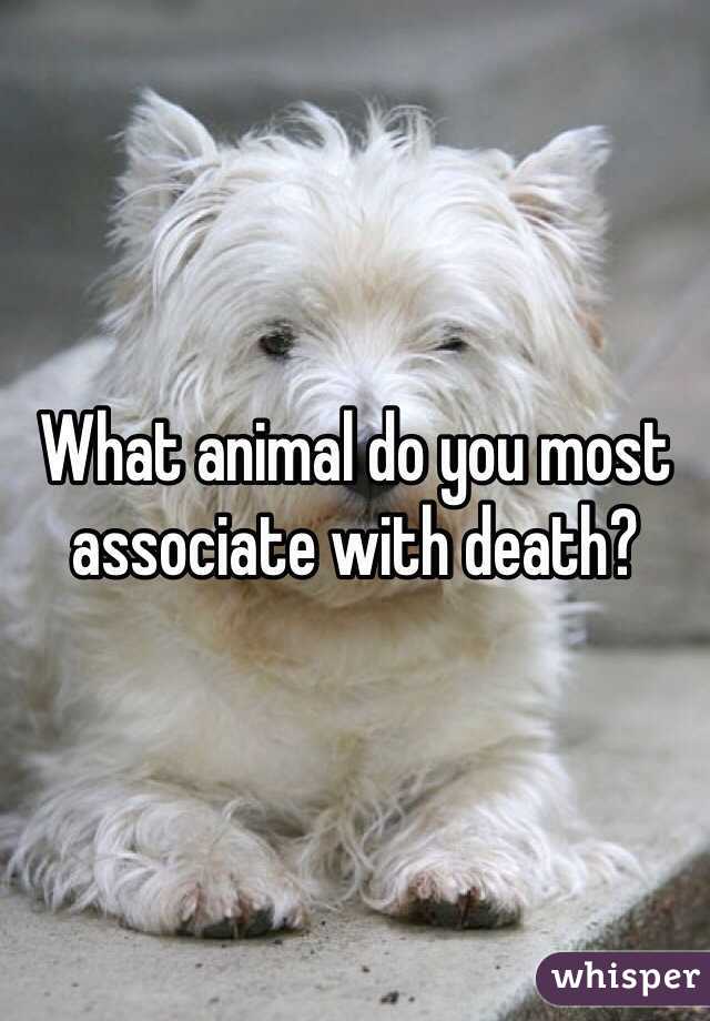 What animal do you most associate with death?