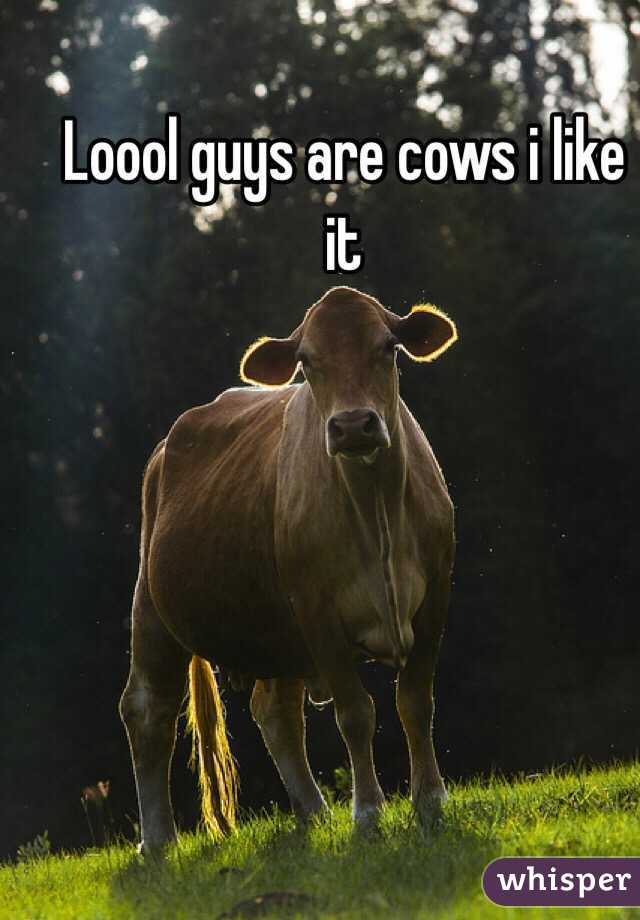Loool guys are cows i like it