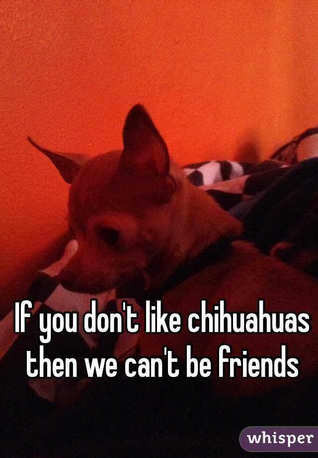 If you don't like chihuahuas then we can't be friends