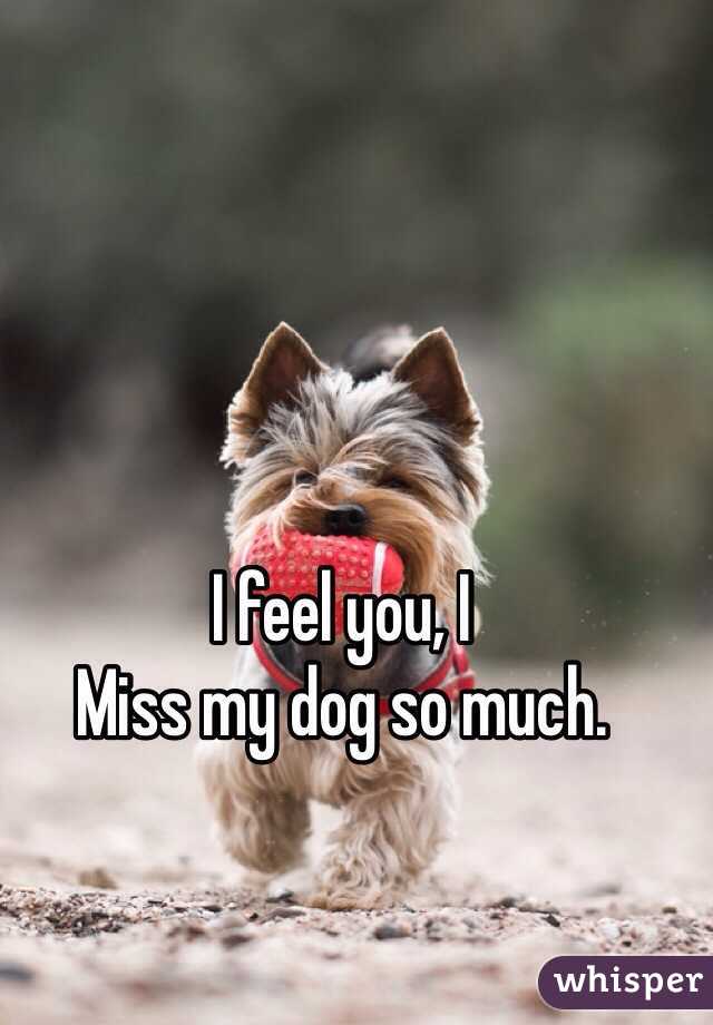 I feel you, I
Miss my dog so much. 