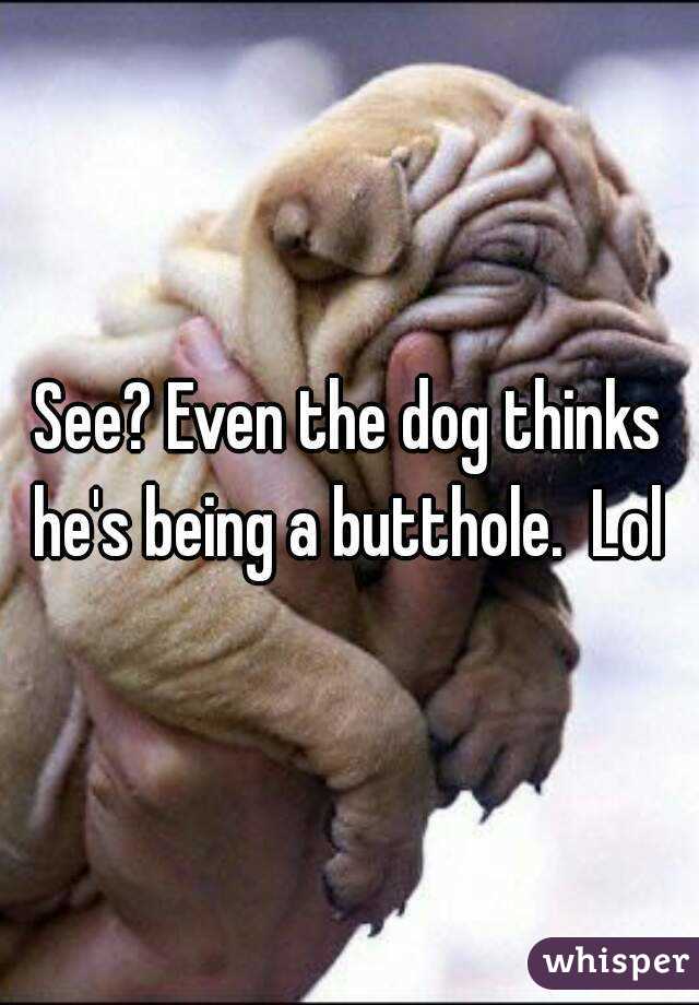 See? Even the dog thinks he's being a butthole.  Lol 