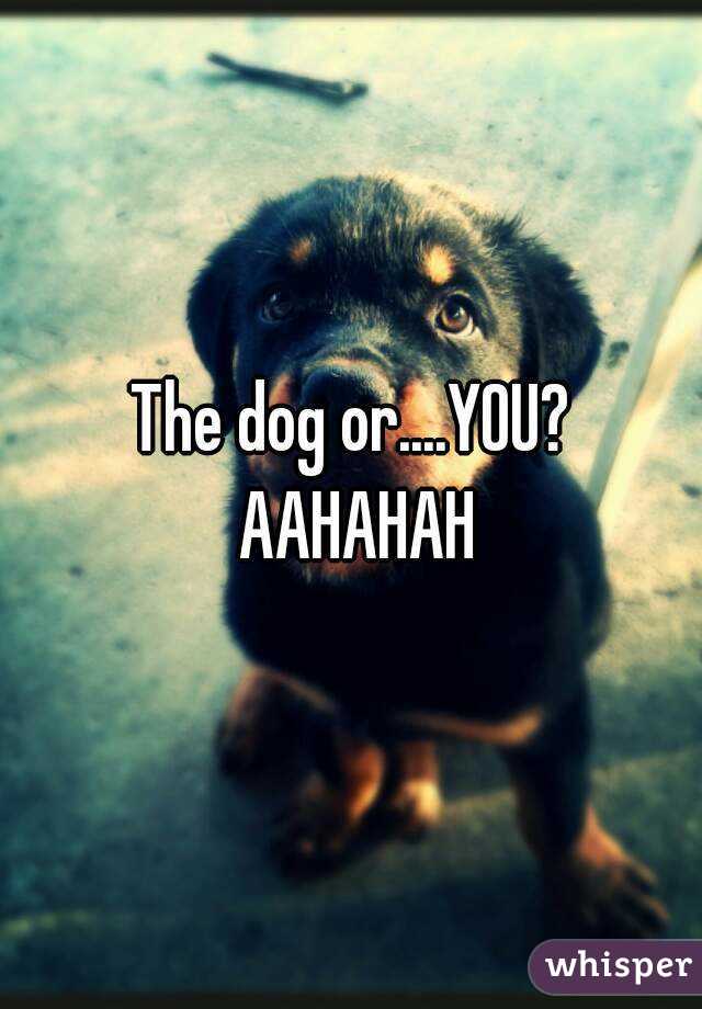The dog or....YOU? AAHAHAH