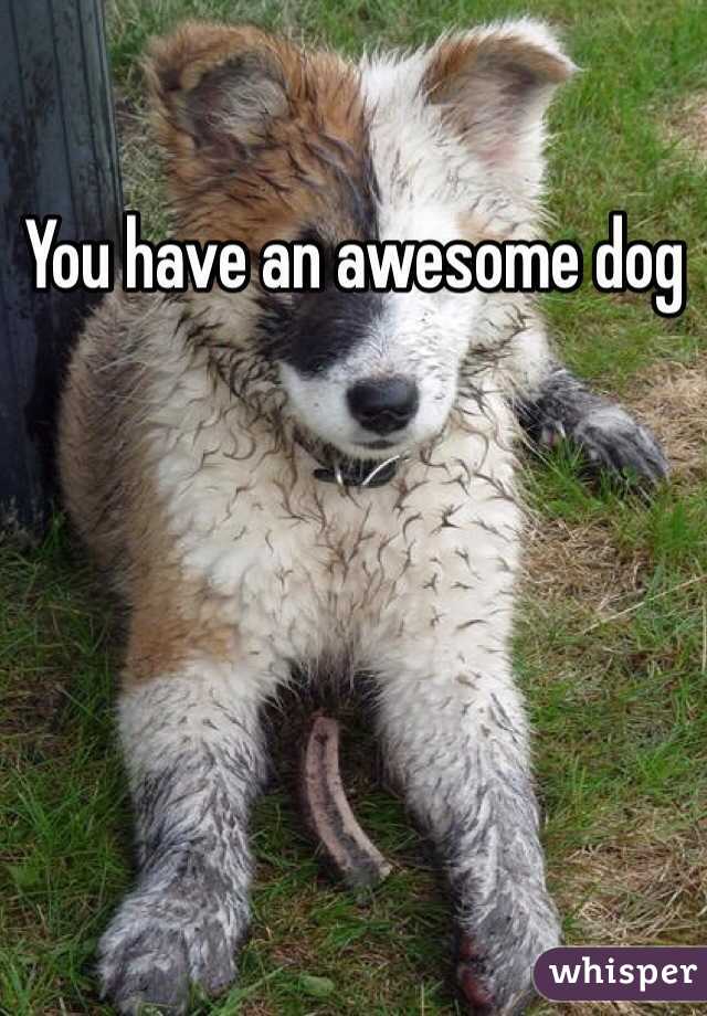 You have an awesome dog