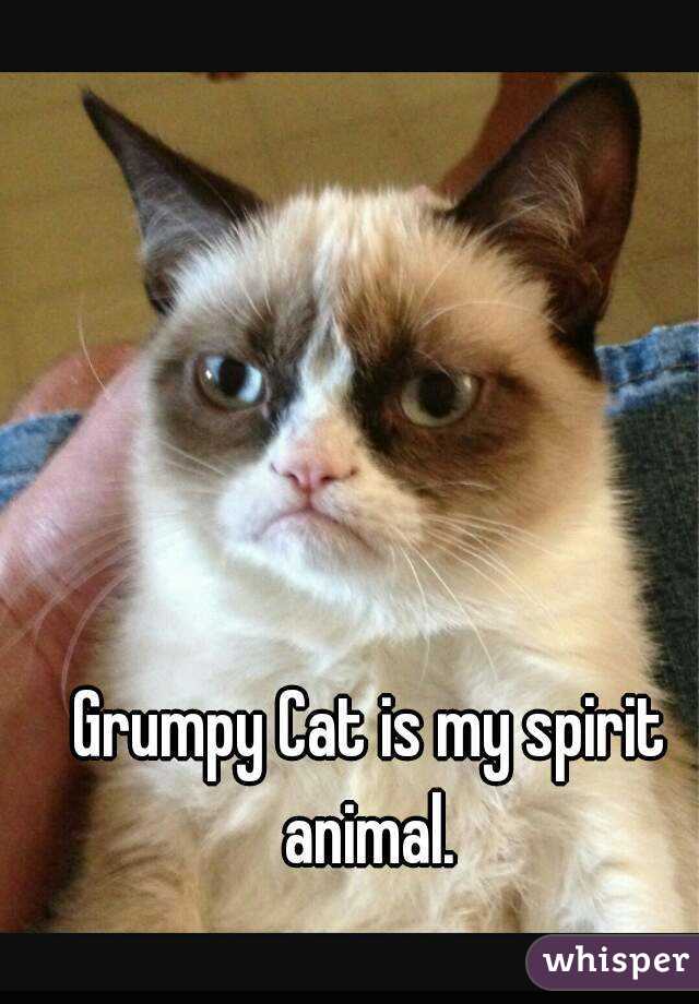 Grumpy Cat is my spirit animal. 