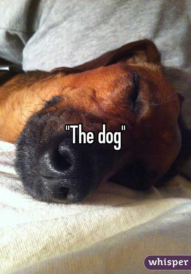 "The dog"