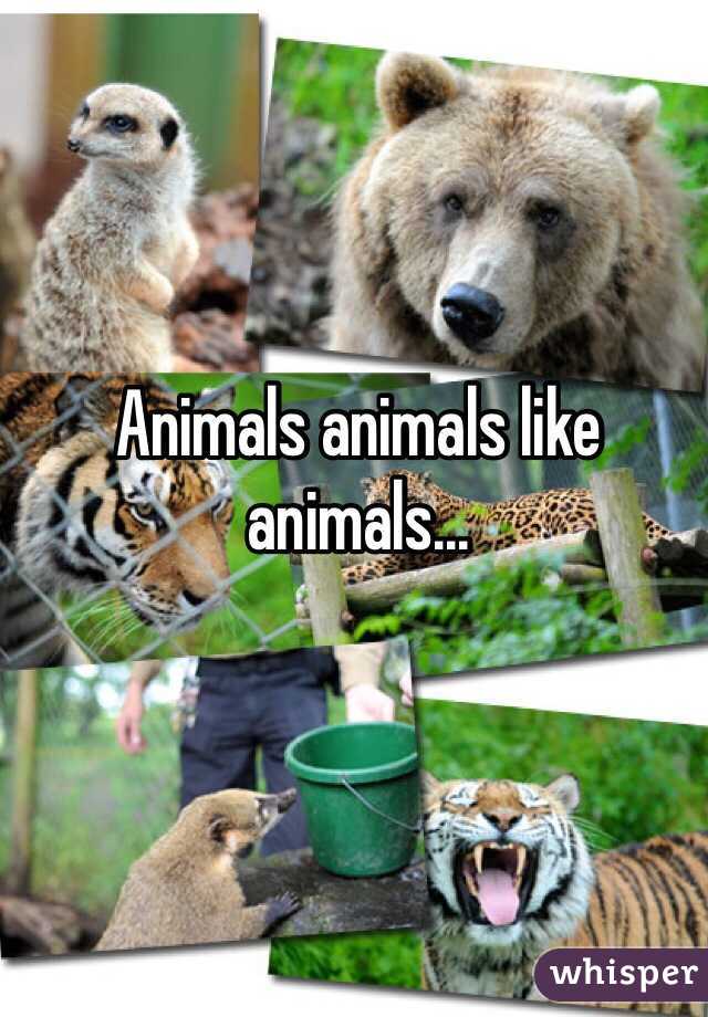 Animals animals like animals...