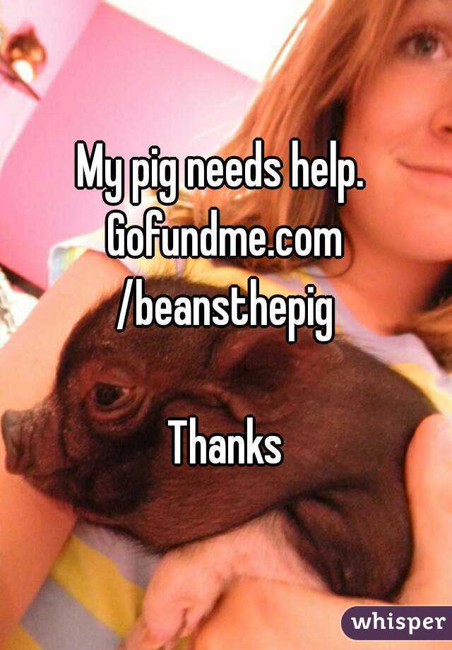 My pig needs help. 
Gofundme.com
/beansthepig

Thanks