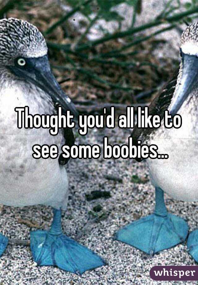 Thought you'd all like to see some boobies...