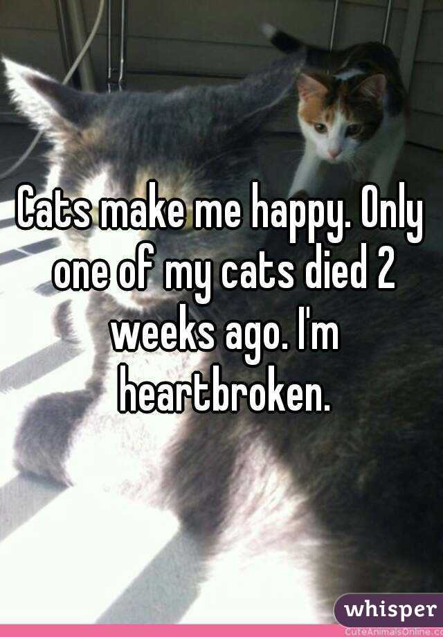 Cats make me happy. Only one of my cats died 2 weeks ago. I'm heartbroken.