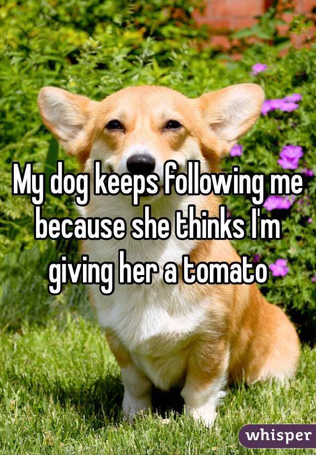 My dog keeps following me because she thinks I'm giving her a tomato 