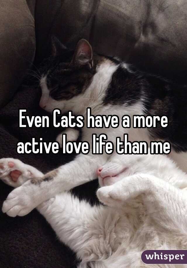 Even Cats have a more active love life than me