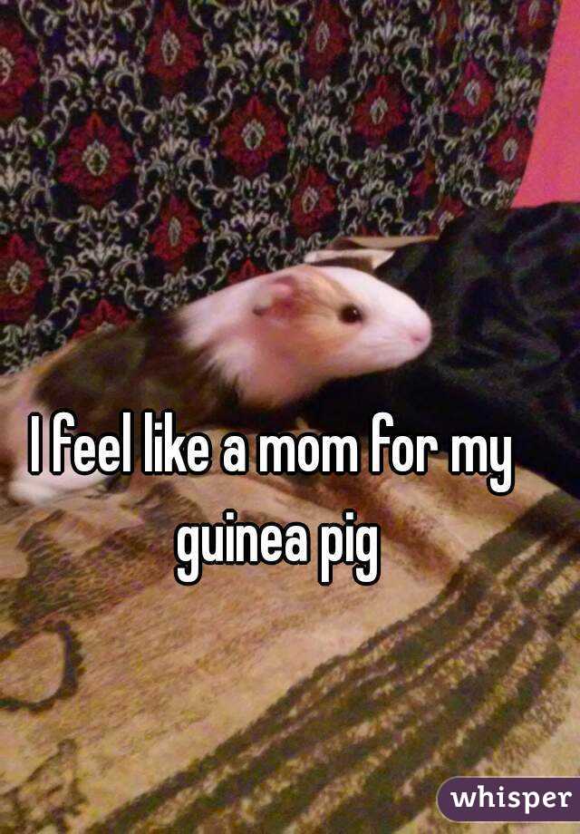 I feel like a mom for my guinea pig