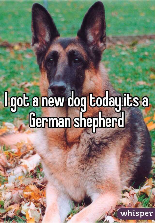 I got a new dog today.its a German shepherd 