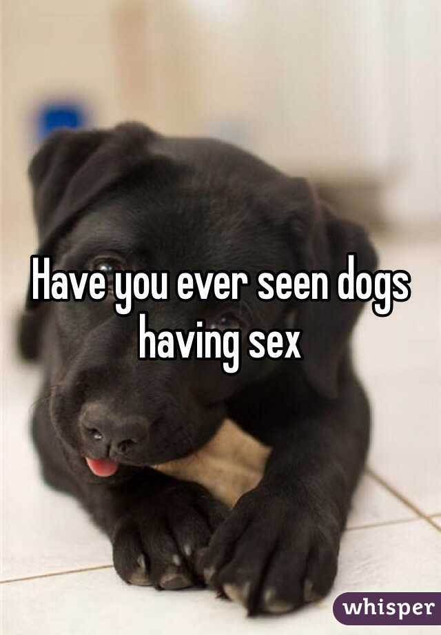 Have you ever seen dogs having sex