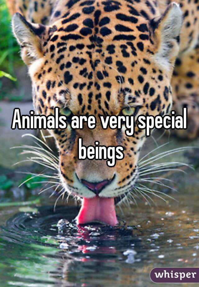 Animals are very special beings