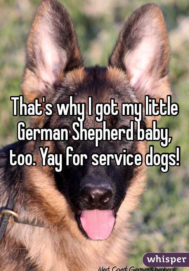 That's why I got my little German Shepherd baby, too. Yay for service dogs!