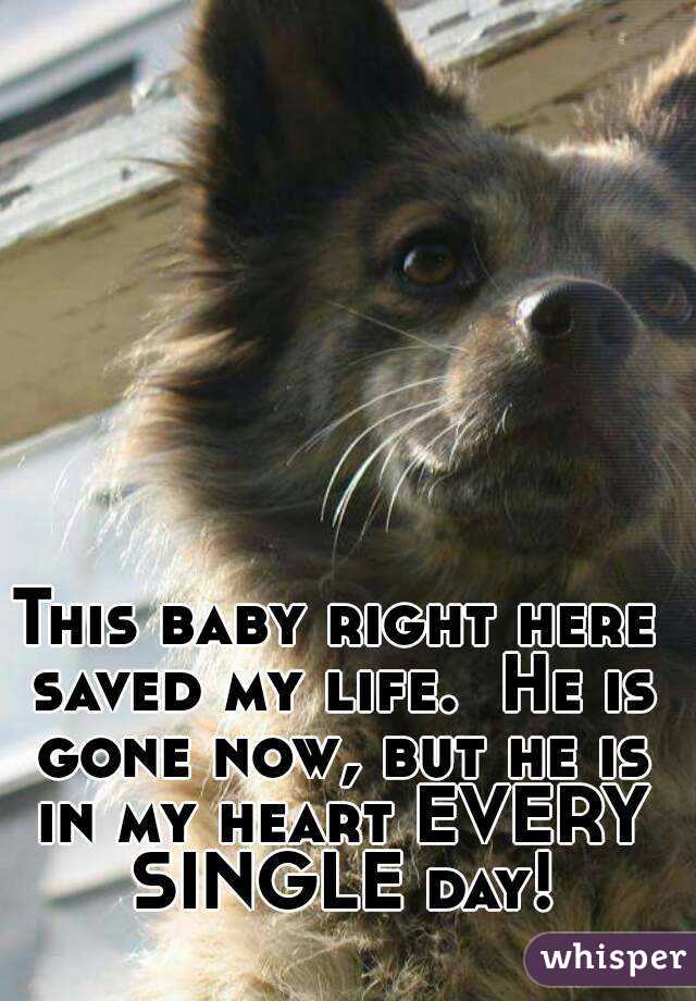 This baby right here saved my life.  He is gone now, but he is in my heart EVERY SINGLE day!