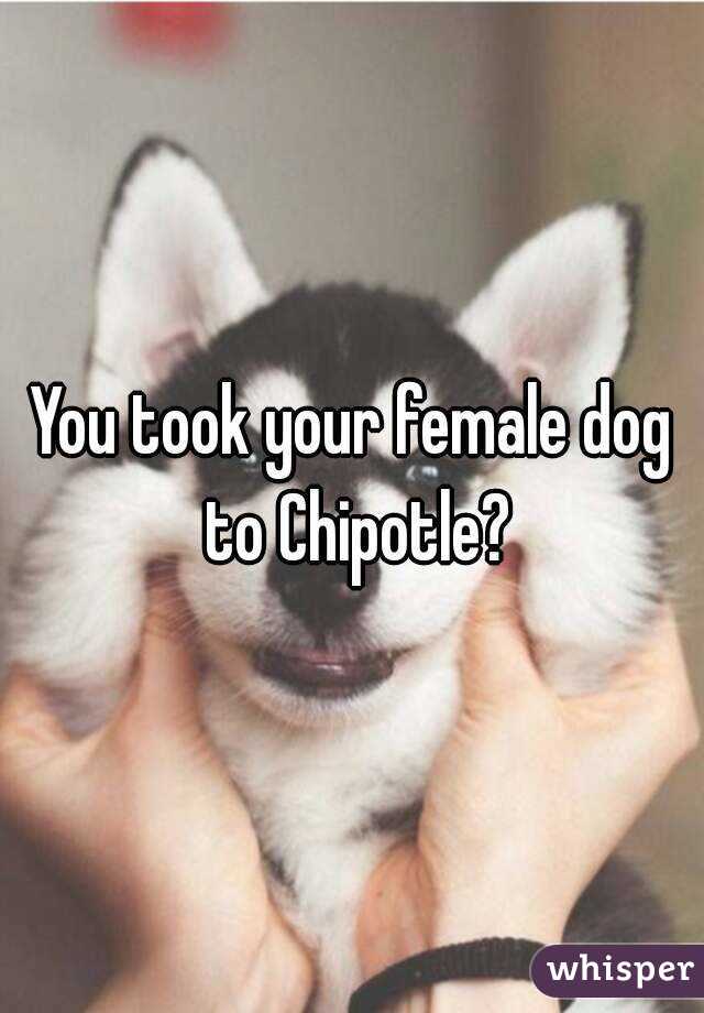 You took your female dog to Chipotle?