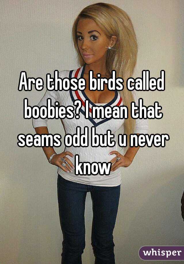 Are those birds called boobies? I mean that seams odd but u never know