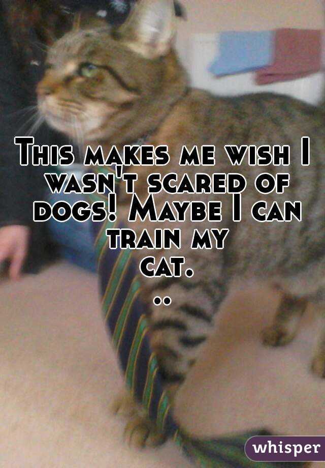 This makes me wish I wasn't scared of dogs! Maybe I can train my cat...