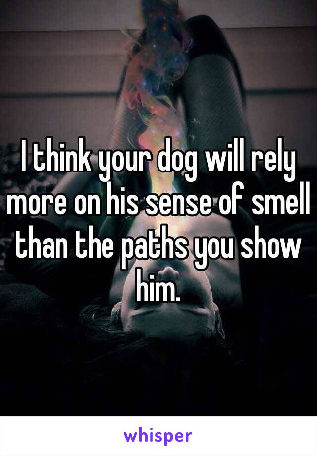 I think your dog will rely more on his sense of smell than the paths you show him.