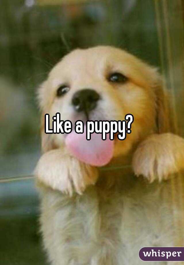 Like a puppy? 