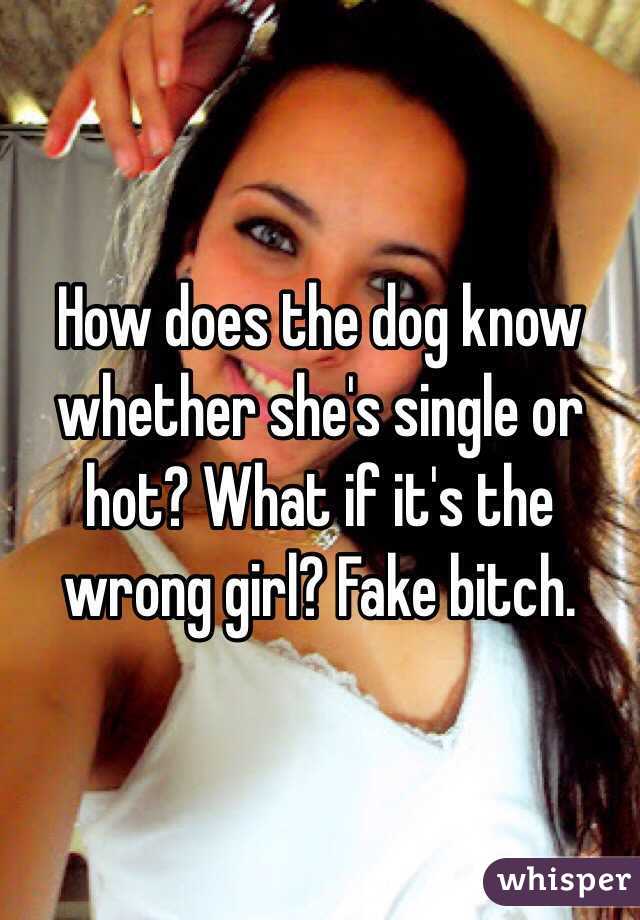 How does the dog know whether she's single or hot? What if it's the wrong girl? Fake bitch. 