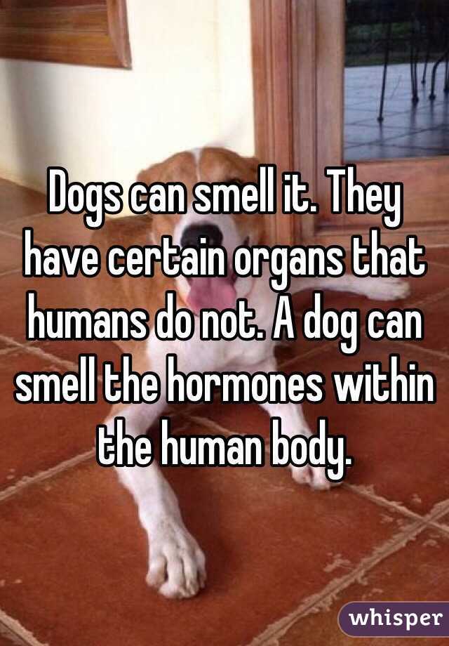 Dogs can smell it. They have certain organs that humans do not. A dog can smell the hormones within the human body.