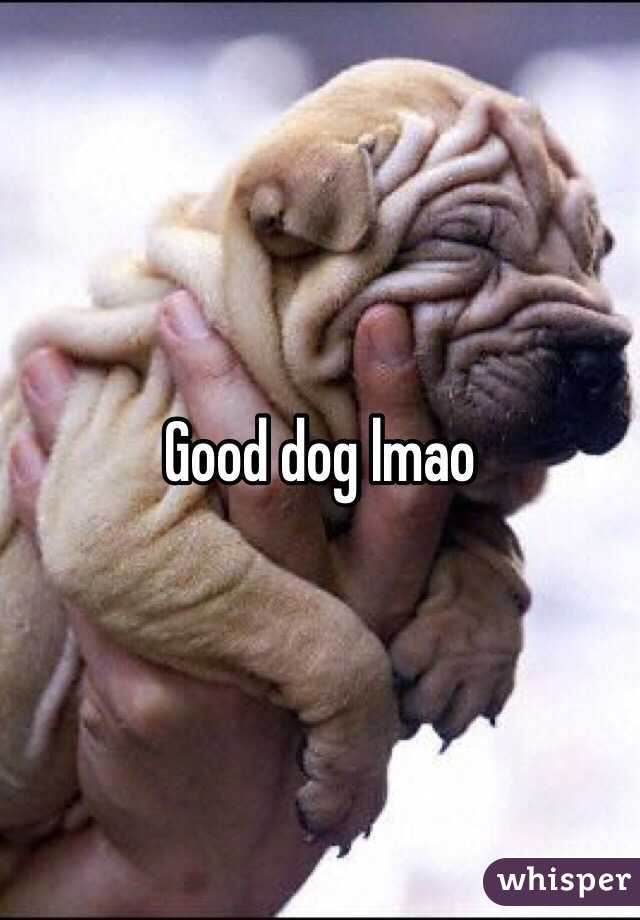 Good dog lmao
