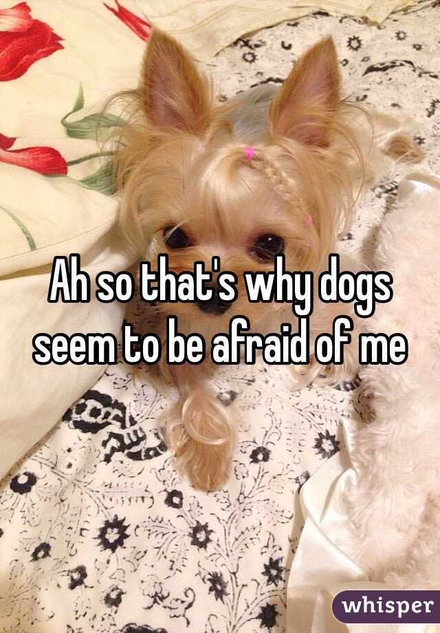 Ah so that's why dogs seem to be afraid of me